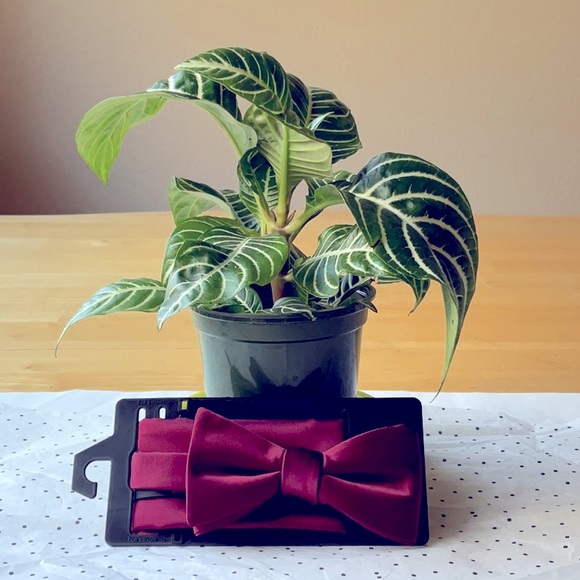 👔🥸👔 KHOL’S MEN’S  BOW TIE 🥸👔🥸 NWT 🥸👔🥸 - Picture 1 of 16